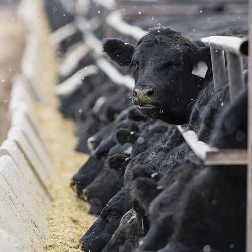 Bull Semen Testing