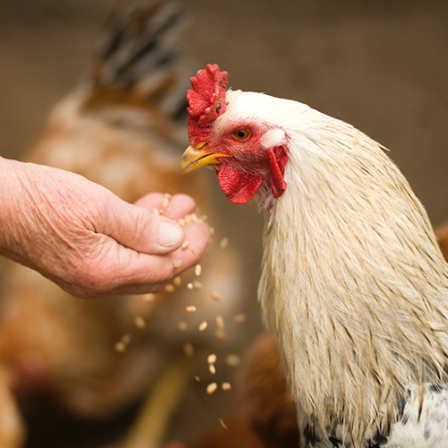 Poultry Care