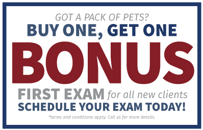 Bogo Offer